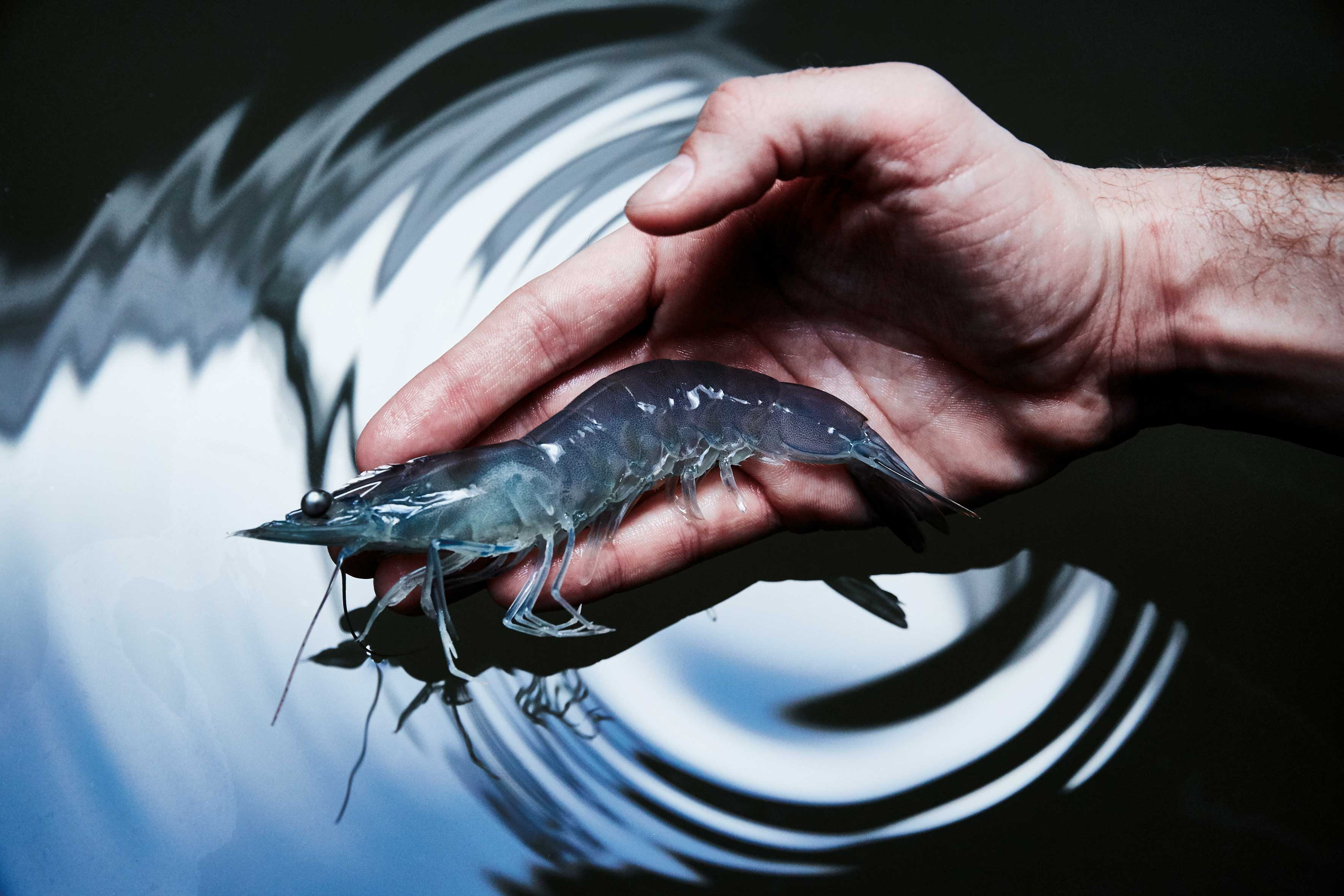 garnele Top Magazin Dresden